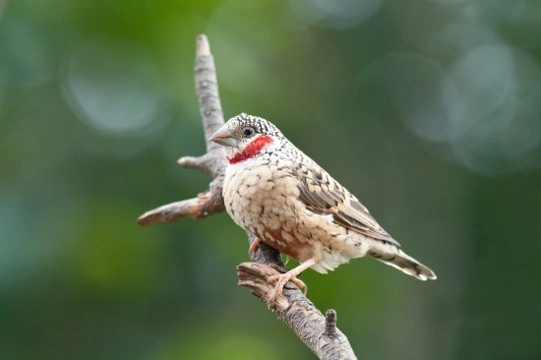 The Cut-Throat & The Red-headed Finches