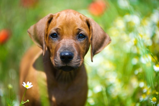 Why is My Puppy Sneezing ?