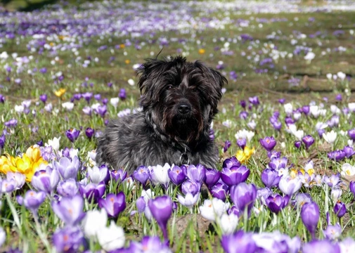 Keeping your dog safe at Easter