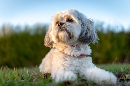 Five questions to ask the breeder if you’re considering buying a brachycephalic or flat-faced puppy