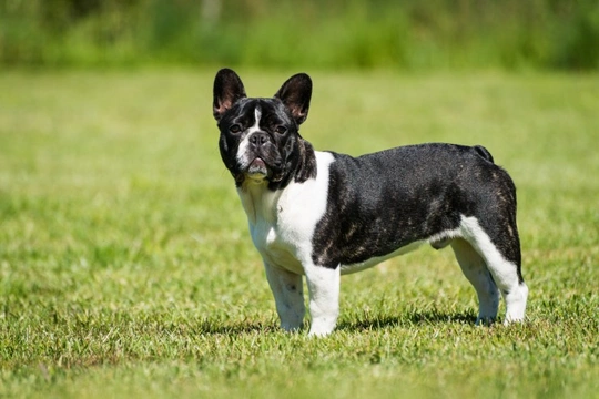 Degenerative myelopathy in the French bulldog