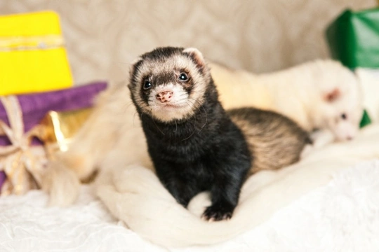 Christmas safety tips for ferret owners