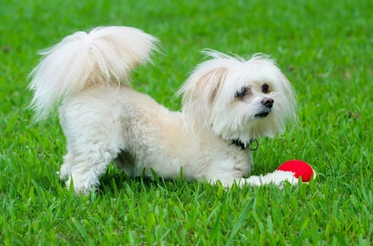 The Maltipoo - a cute hybrid dog !