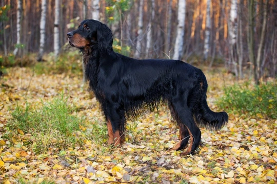 GRPA rcd4 progressive retinal atrophy testing for the Irish setter and Gordon setter