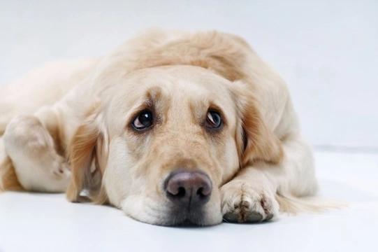 Can dogs suffer from depression?