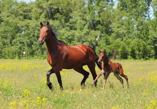 Looking after your broodmare