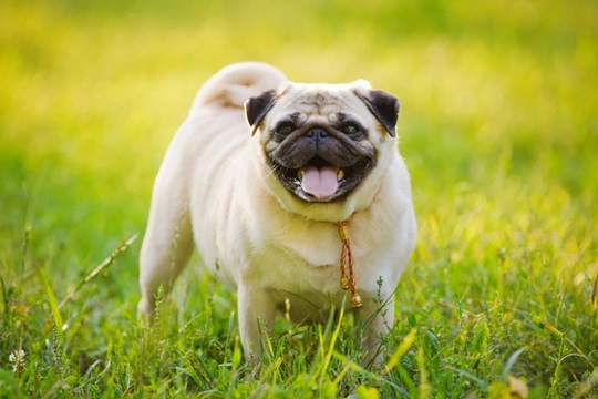 Five weight loss strategies for obese dogs