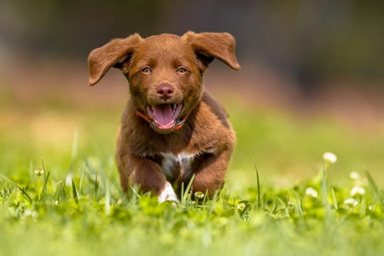 Training a puppy not to run away