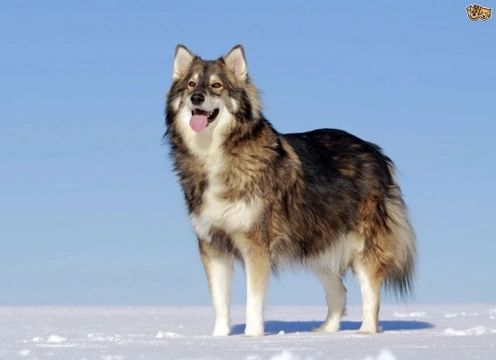 Temperament and traits of the Utonagan dog