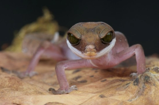 Types of gecko