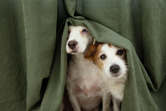 How to celebrate New Year with your pet 