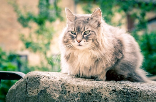 Ten Ways You Can Help Your Elderly Cat