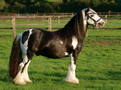 Traditional Gypsy Cobs, what is all the fuss about?