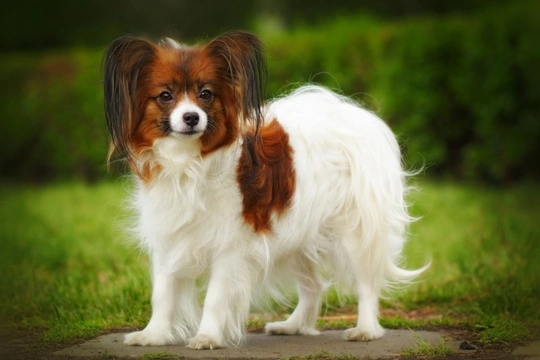 Pap-PRA1 (progressive retinal atrophy) testing for Papillon and Phalene dogs