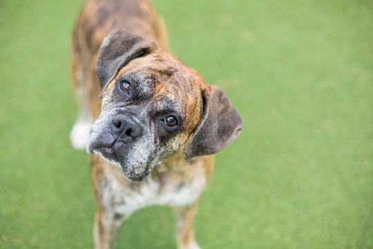 Why do dogs tilt their heads when you speak to them?