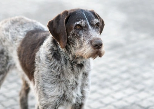 Looking after a mature dog