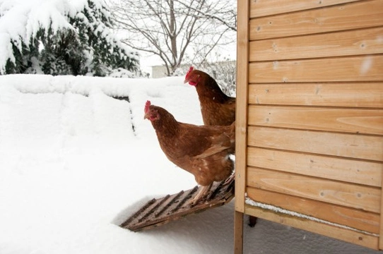 Dealing with Frostbite or Frozen Comb in Chickens