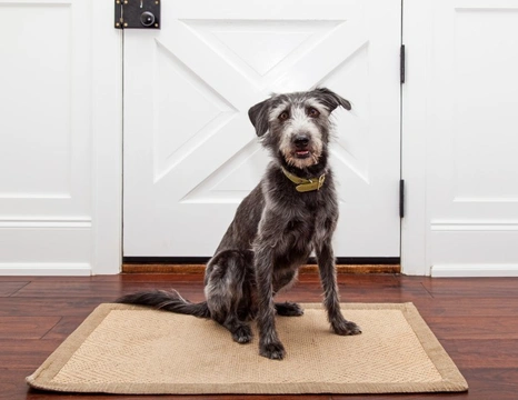 Why does my dog sit by the door for long periods of time?