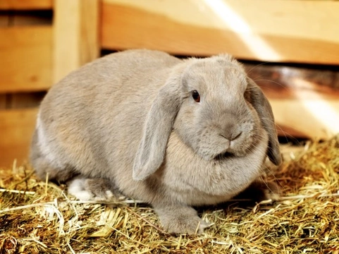 Head Tilt in Lop-Eared Rabbits