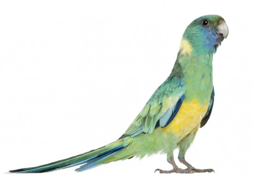 Barnard’s Parakeet