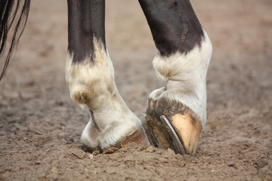 How to Deal with Thrush in Horses