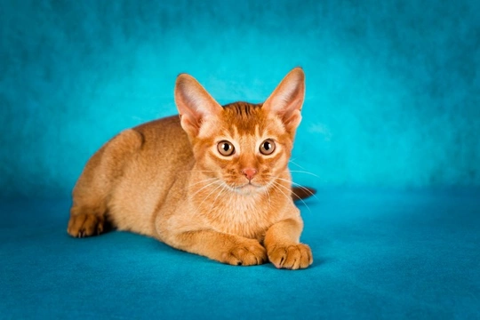 The Abyssinian Cat and Health Issues