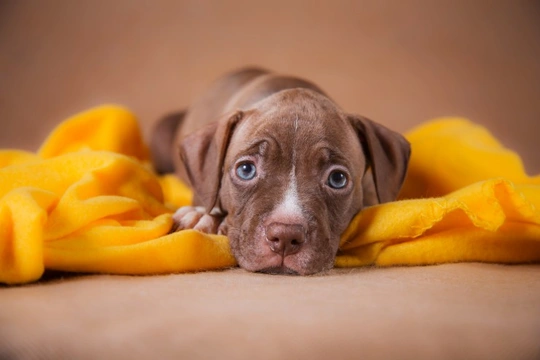 Government launches new plans to crack down on so-called backstreet dog breeders