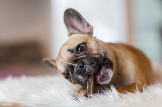 Why is my French bulldog toileting in the house?