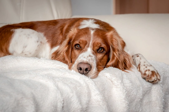 When should a dam that is having a litter see the vet?