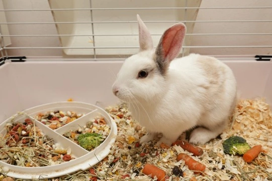 Different ways of keeping a house rabbit