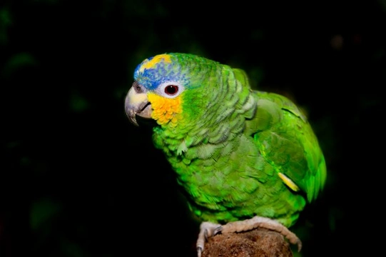 Blue fronted Amazon