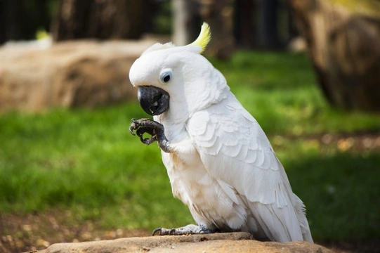 The White Cockatoo