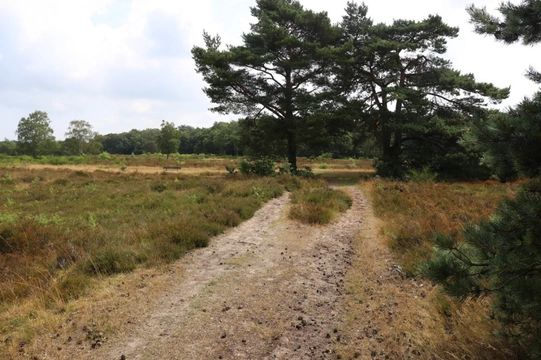 Losloopgebied: Nieuw Bussummerheide vanaf Langerhuizenweg