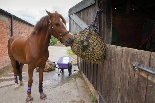 Reasons Why Horses Can Go Off Their Feed