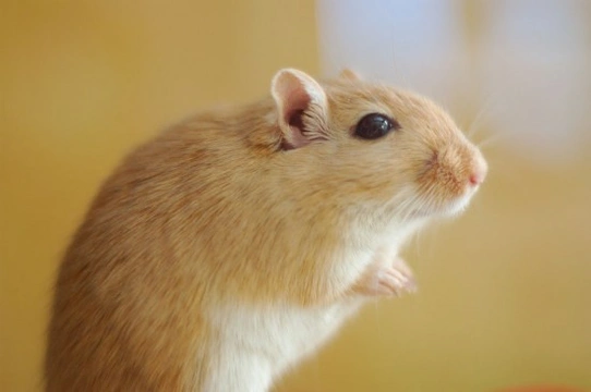 Top tips for Gerbil health