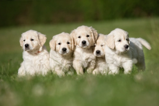 How old should puppies be before they leave their mother ?