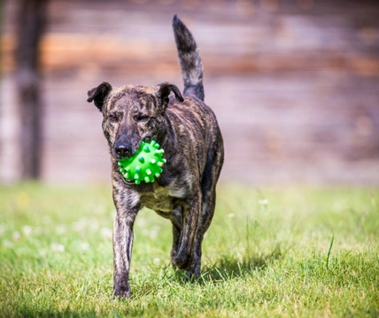 Why do some dogs fail to respond to playing with toys?