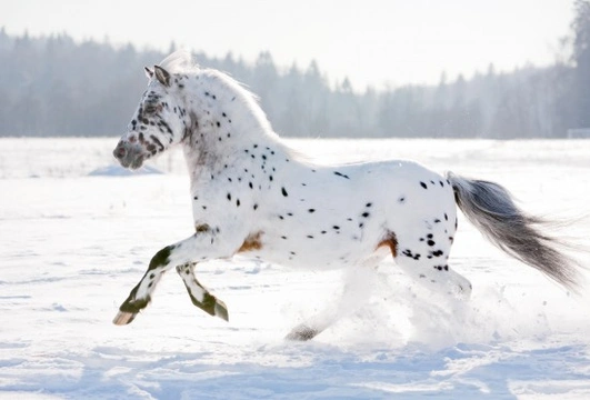 Appaloosa Coat Patterns