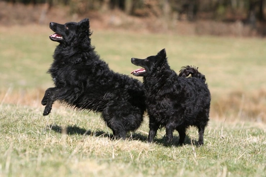 The Mudi - A Loyal, Affectionate Dog from Hungary