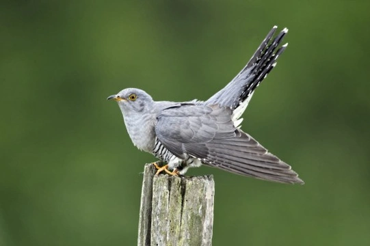 Brood Parasites in Birds