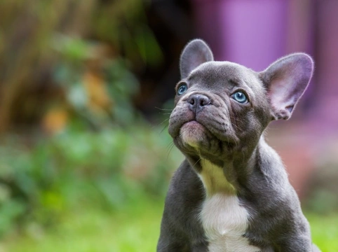 Why do some dog breeds have flat faces?