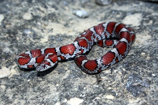 Keeping a Pet Milk Snake