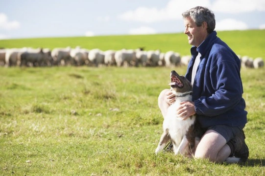 Training a Sheepdog