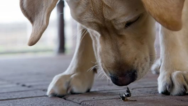 Is het gevaarlijk voor mijn hond om vliegen en insecten te eten?