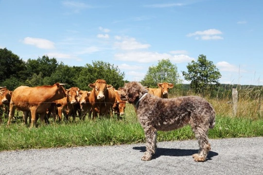 Understanding Your Dog's Behaviour