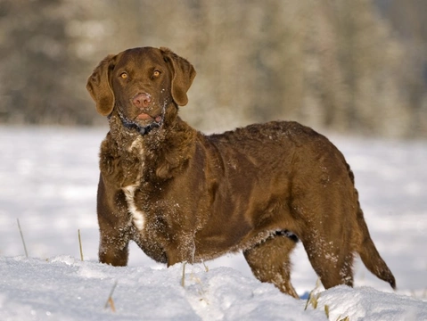 Ectodermal dysplasia or skin fragility syndrome health testing for the Chesapeake Bay retriever