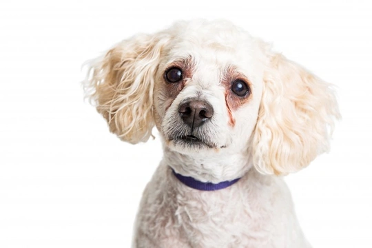 Tear stains in the poodle dog breed