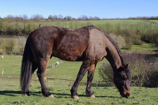 Should you clip your horse or pony?