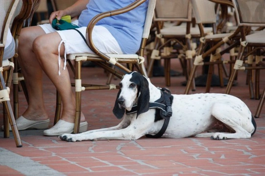 Dog Friendly Restaurants & Other Eateries In & Around London