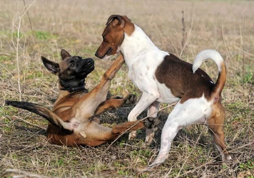 Valse Hond: Begrijpen en Omgaan met Onverwacht Gedrag